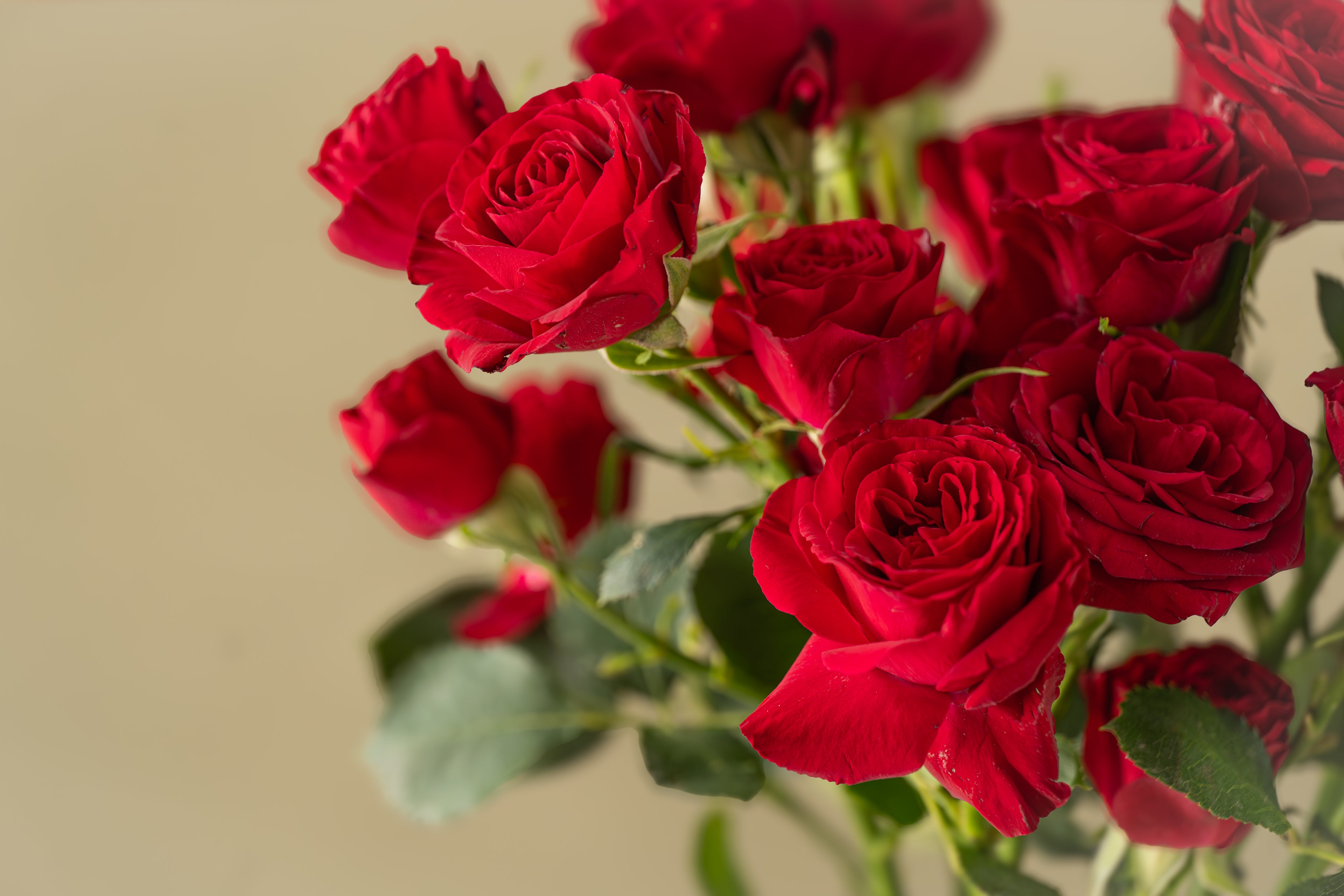 Rose Bouquet