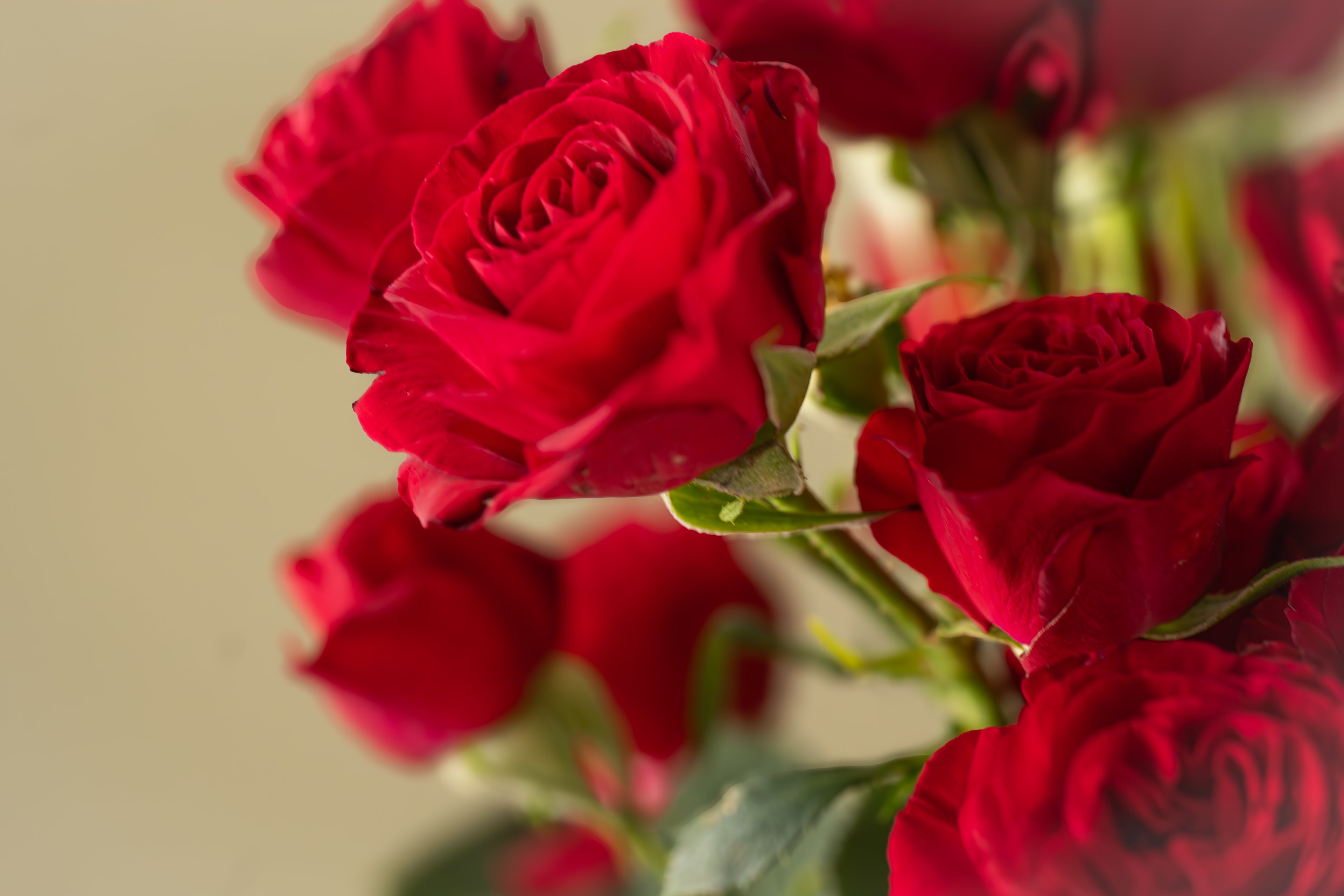 Rose Bouquet